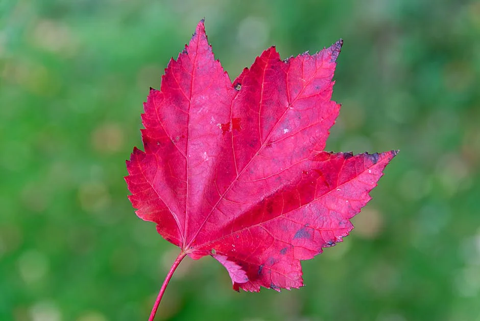 Acer Unveils AI-Powered TravelMate P4 and P2 with 27-Hour Battery Life - What It Means for Africa — Economy Business