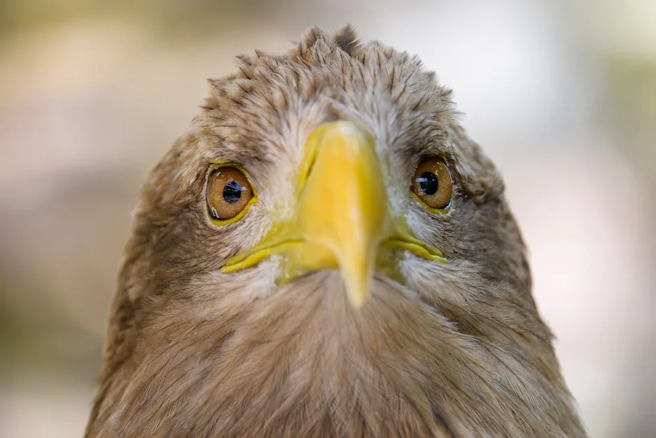 AFCON 2023: Super Eagles To Face Cameroon In Round Of 16