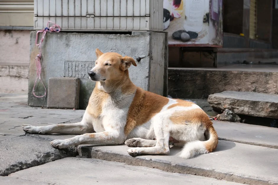 Bengaluru Residents Clash Over Pet Dog Dispute — Here's What Unfolded — Economy Business