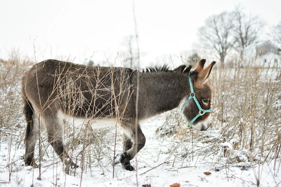 Bill Gates’ iconic donkey game arrives on iPhone, Apple Watch
