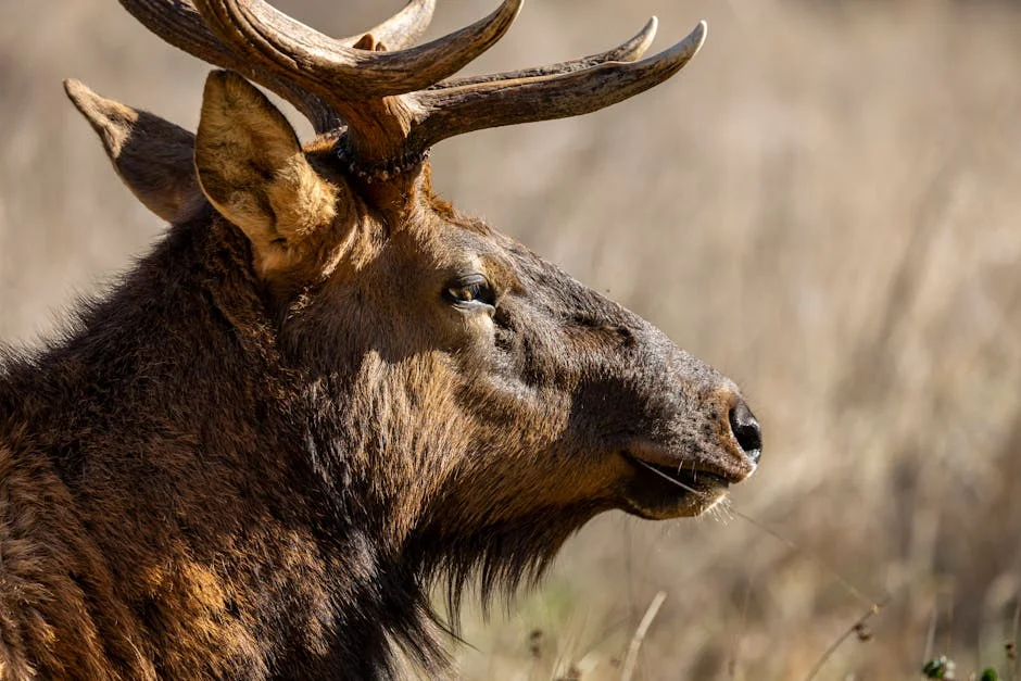 Cal Flyn Exposes How Big Game Hunting Can Save Africa's Wildlife — Infrastructure Cities