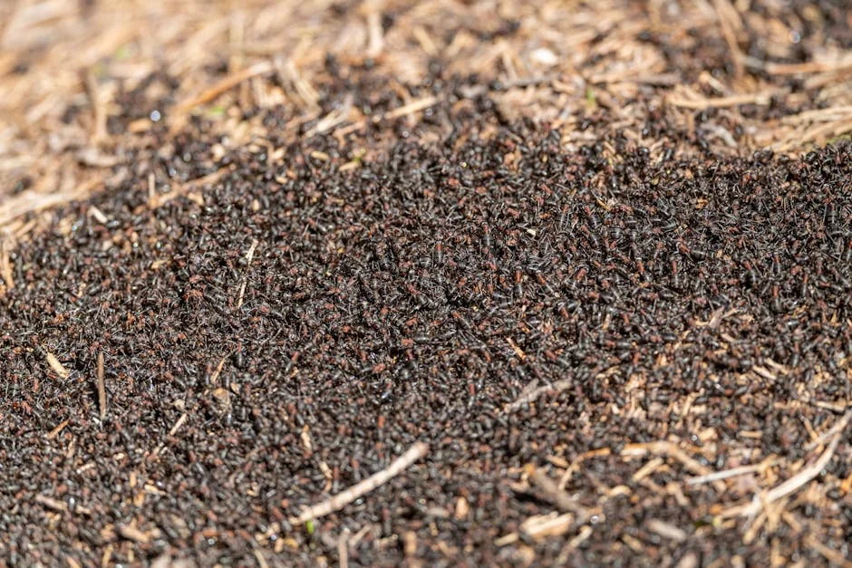 Chinese National Arrested for Queen Ant Smuggling in Kenya Boosts Local Buzz — Economy Business