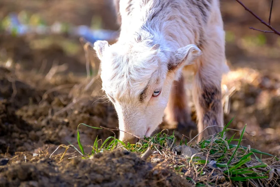 Elements Lamb Unveils Innovative Solutions for Sustainable Farming – Here's What It Means — Economy Business