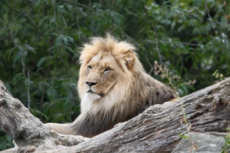 England Lions Sign Asa Tribe — What This Means for Nigerian Fans