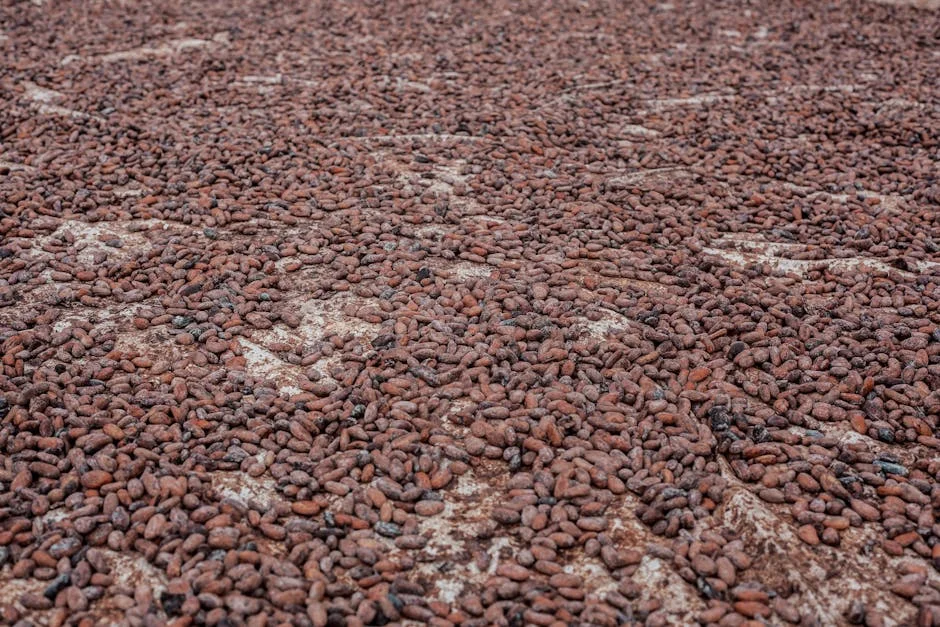 Cocoa production surges in Ondo State as new drought-resistant varieties take hold — Agriculture Food