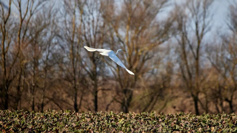 Grimaldo Declares Expertise in All Positions — What This Means for Leverkusen's Future — Economy Business