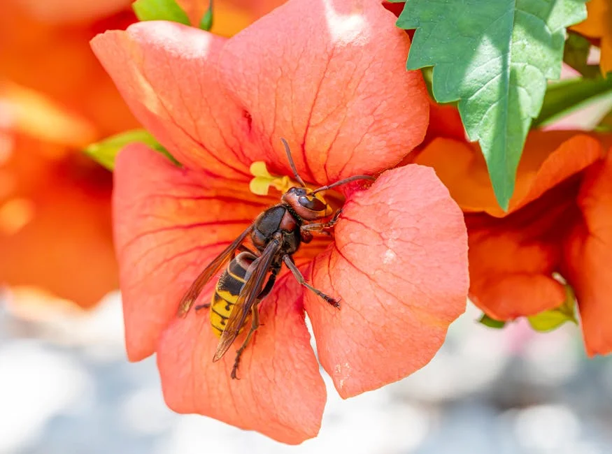 Hornets stun Celtics in thrilling match — what it means for Nigerian basketball fans — Economy Business