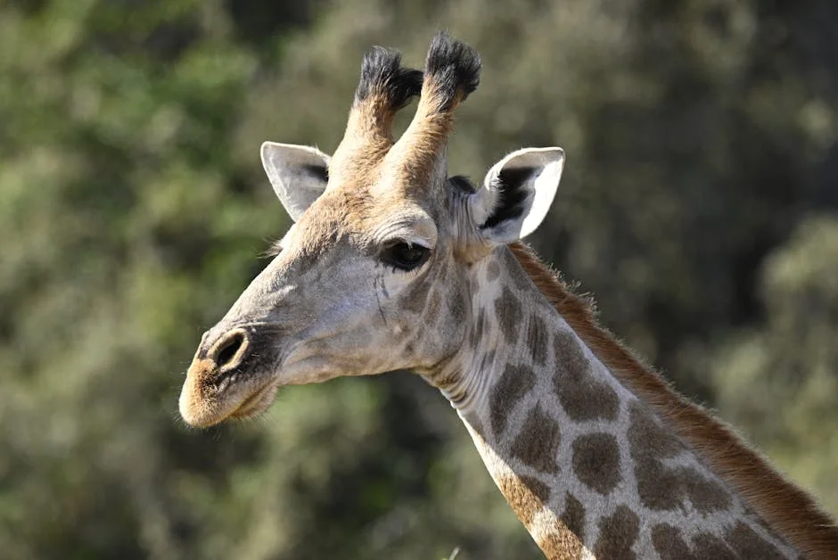 Hunters Claim Safari Shooting Saves Africa’s Wildlife — Communities React