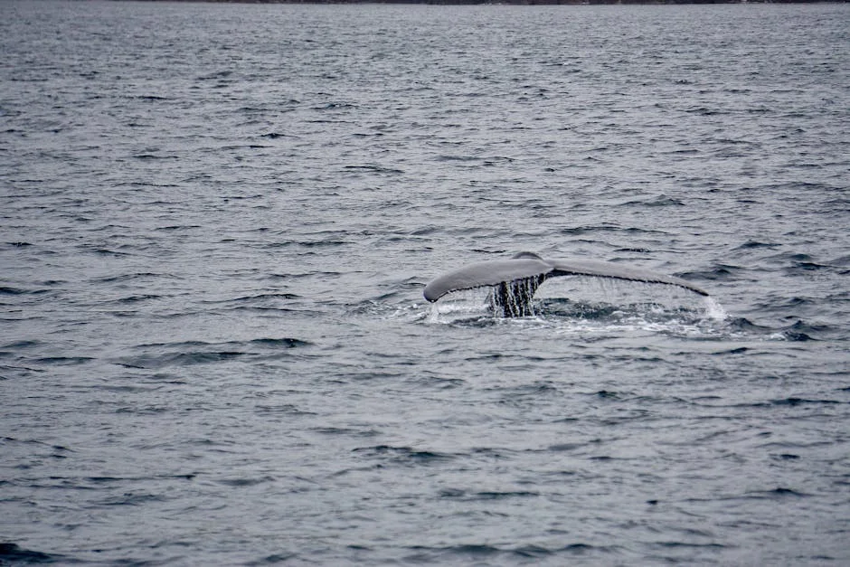 Iran War Triggers Whale Crisis Near South Africa — Politics Governance