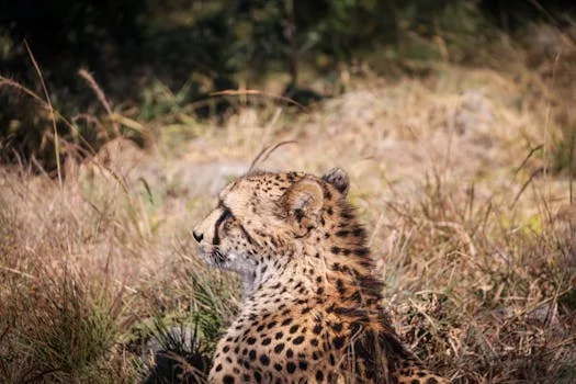 Jackson Becomes Fifth Fastest Woman Of All Time