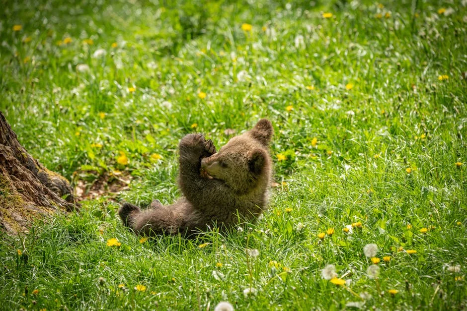 Jamie Lee Curtis confirms ‘The Bear’ will end with season 5 — what it means for viewers — Economy Business