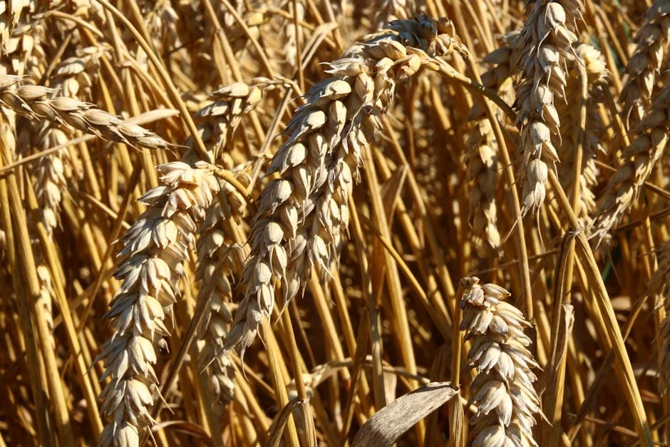 Jigawa To Cultivates 150,000 Hectares Of Wheat Next Year