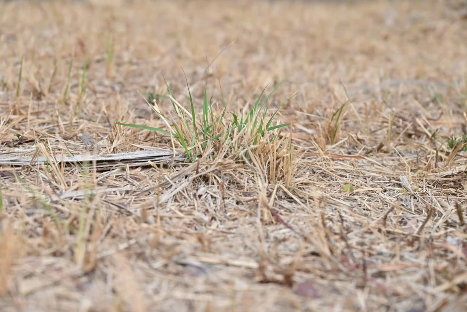 Kenya Climate Forum Warns of Drought Crisis — Agriculture Food