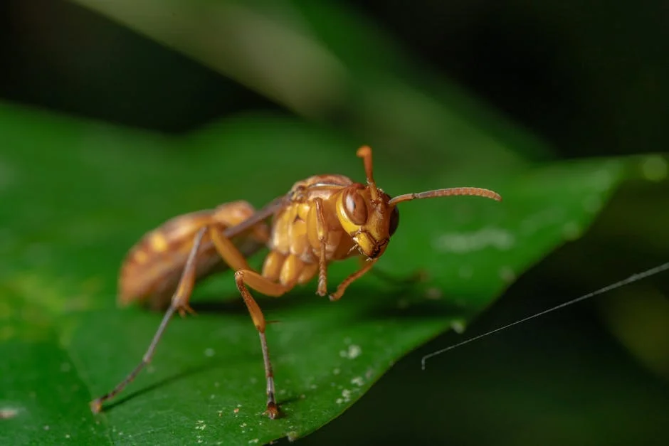 Kenya Courts Expose Giant Ant Smuggling Ring Targeting Europe — Economy Business