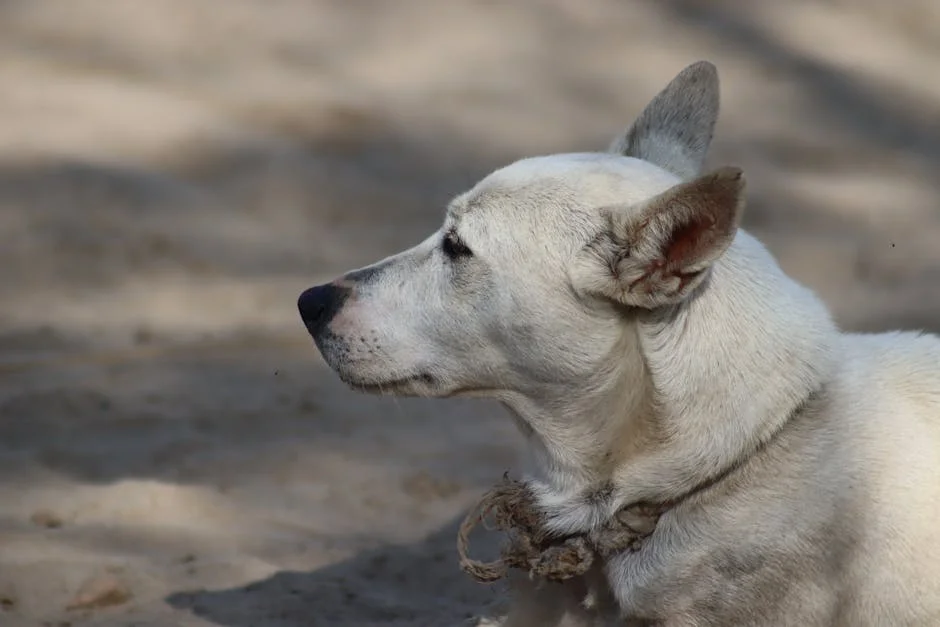 Kogi 2023: We’ll rescue Kogi from socio-economic ”dungeon” – ADC