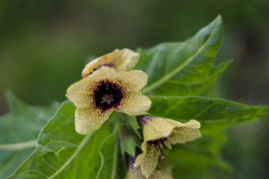 Leave Our Country, Niger Orders French Ambassador