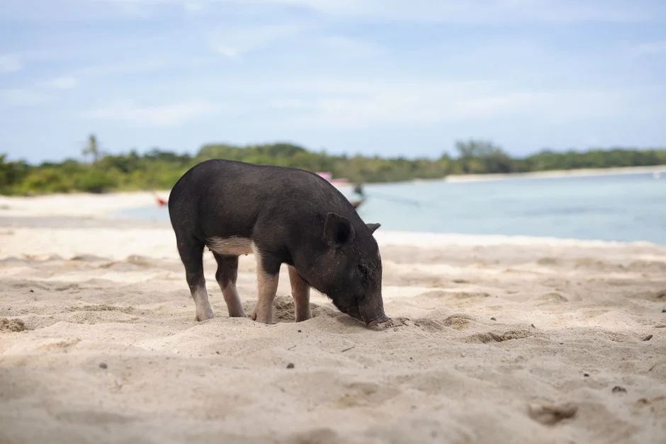 Meghalaya Confirms African Swine Fever — Culling Operations Intensify — Technology Innovation