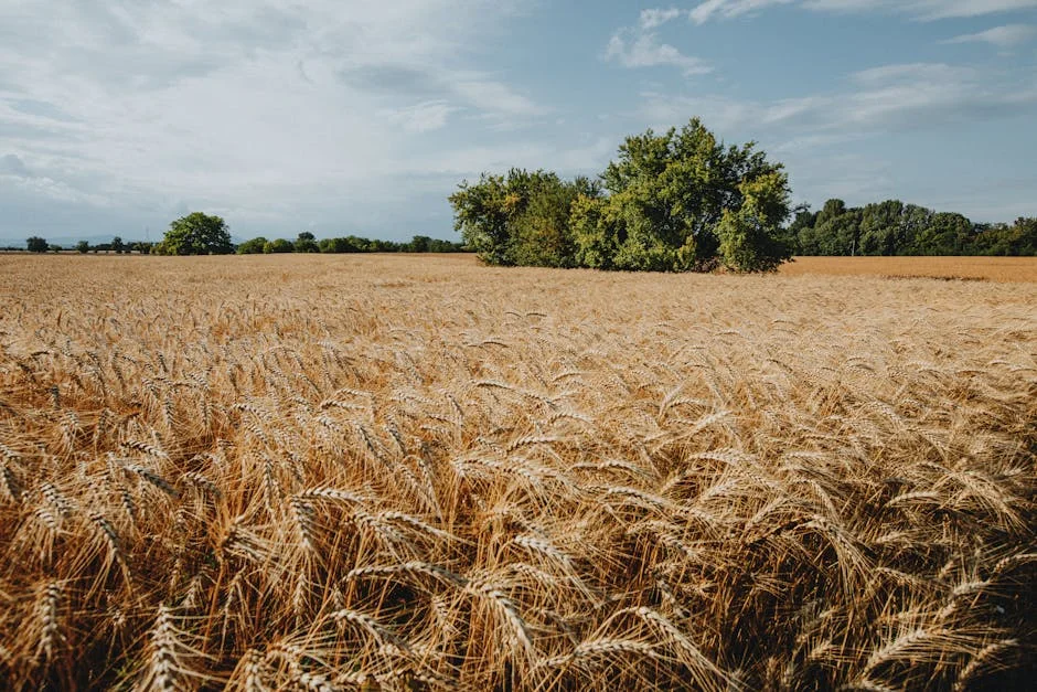 Nigeria and Ukraine: The Grain Crisis That Binds Two Distant Nations — Politics & Governance