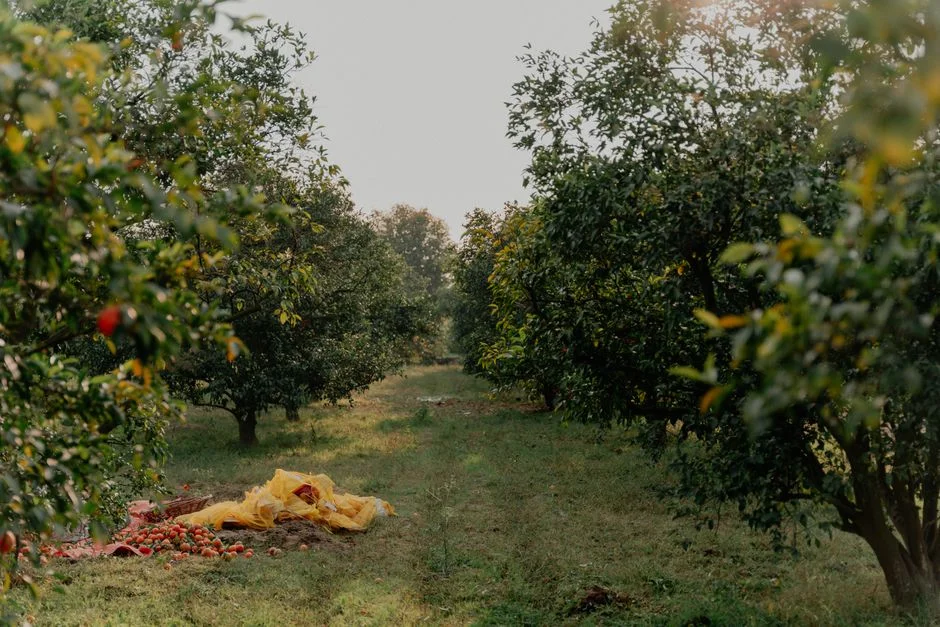 Nigeria Boosts Agricultural Ties as Apple Exports Surge — What This Means for Farmers — Economy Business