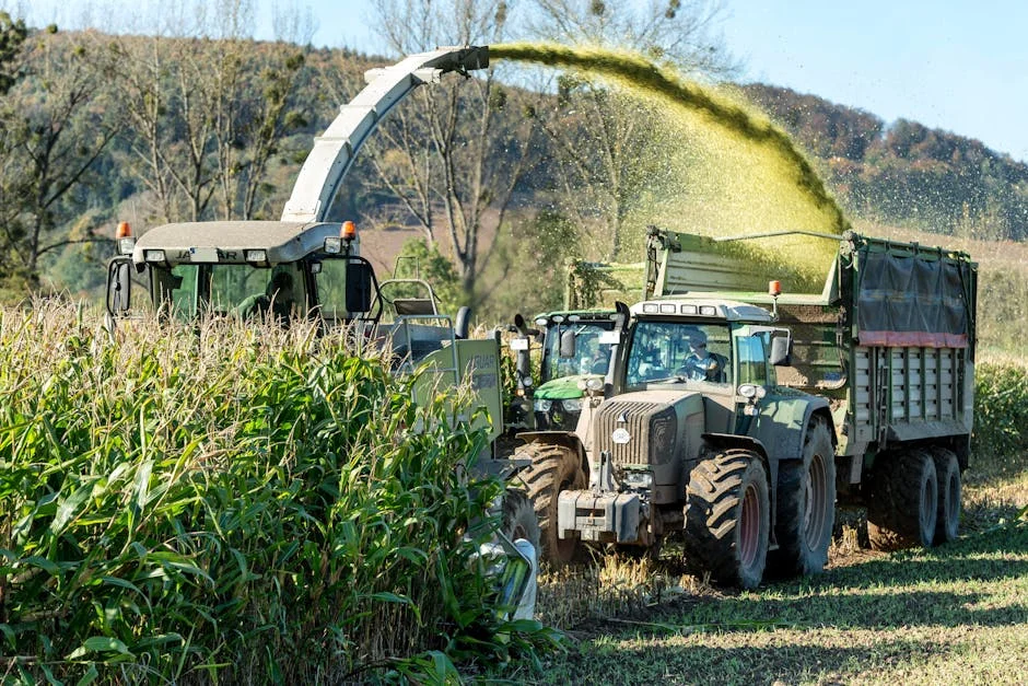 Nigeria Cabinet Adds Jowar to Maize Buyback — Prices May Shift — Infrastructure Cities