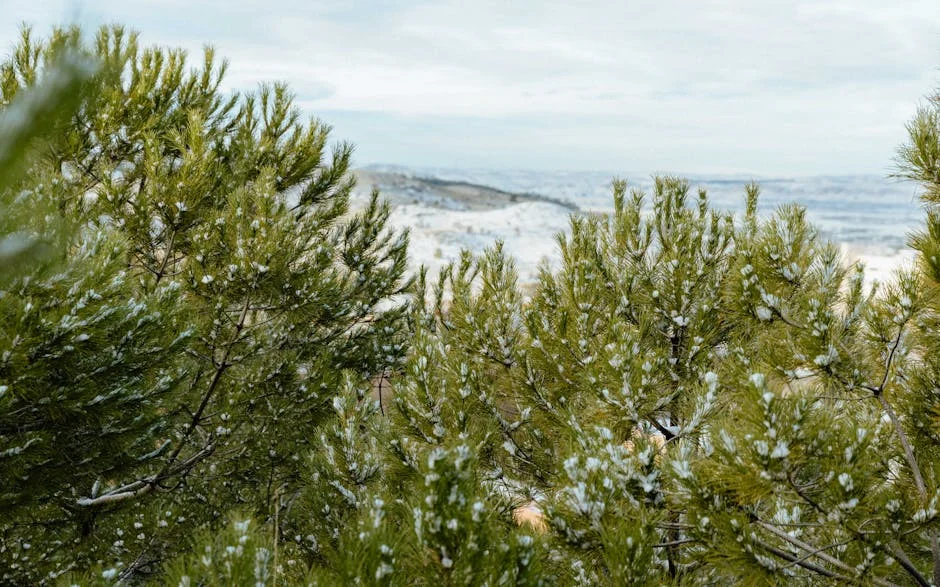 Nigerian Skier Makes History at Paralympics After Haiti Quake — Economy Business