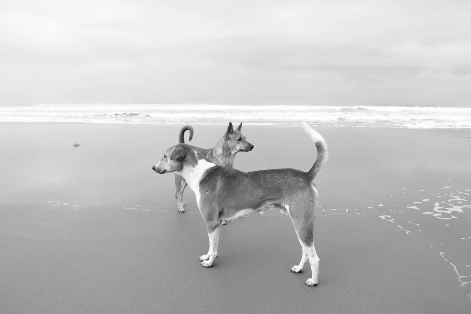 Nigerians Ditch Dog Taboo as Lagos Neighbours Embrace Pets