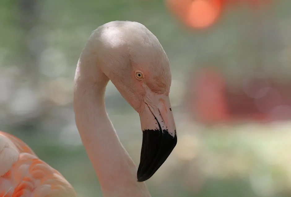 Nigeria's Soname Rewards Flamingos with N4.5m Ahead of Morocco 2026 FIFA World Cup — Education
