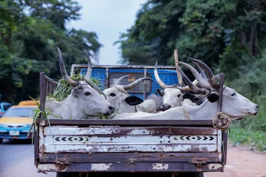 Ondo, NIS collaborate on irregular migration, human trafficking
