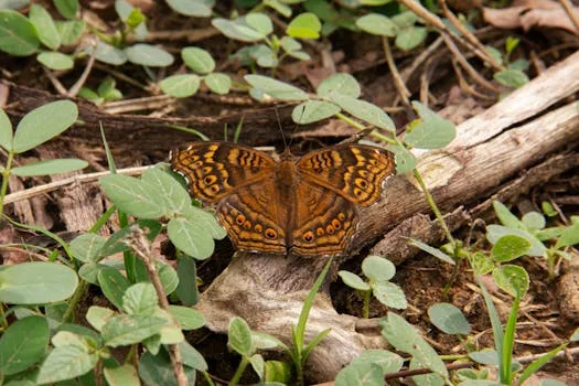Otedola loses Top Shareholder Spot at FBN Holdings as Otudeko acquires 13% Stake