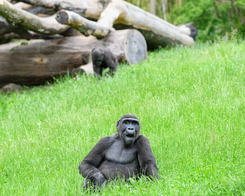 Sassou Nguesso's Long Reign Shapes Congo’s Path to Development — Economy Business