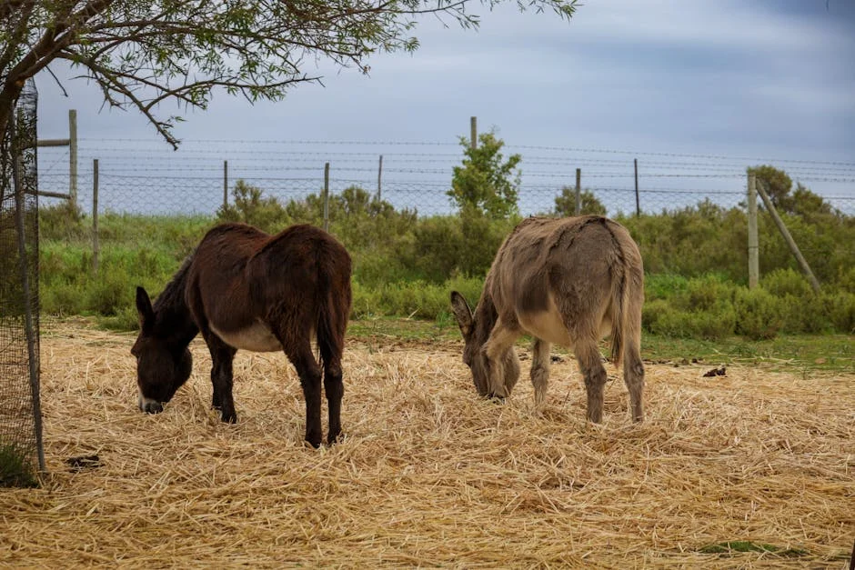 South Africa Halts Donkey Slaughter — What This Means for Nigeria — Economy Business