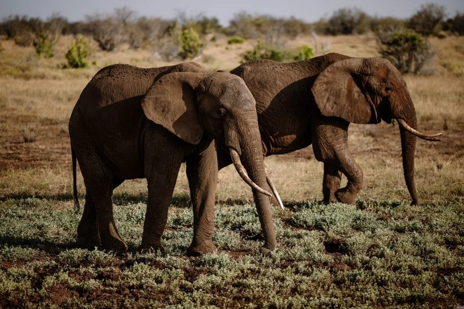 South Africa Unveils 'Little Five' — How It Shifts Wildlife Tourism Focus — Agriculture Food