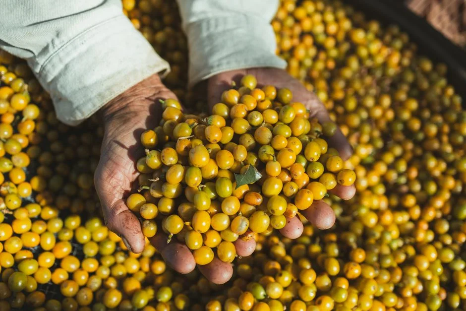 South Africa's Ashwagandha Rush: Why Millions Are Turning to Ancient Herb