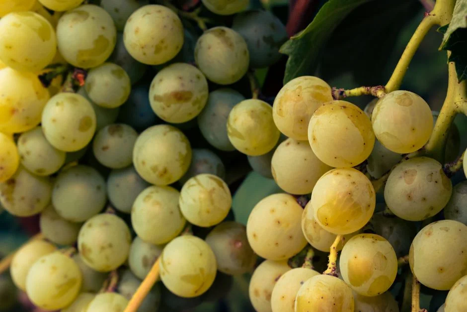 South Africa's Cape Grapes Suffer Devastating Flood Damage — Recovery Costs Soar — Agriculture Food