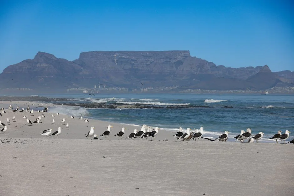 Stellenbosch University Study Confirms Marine Protected Areas Boost Coastal Economies — Economy Business