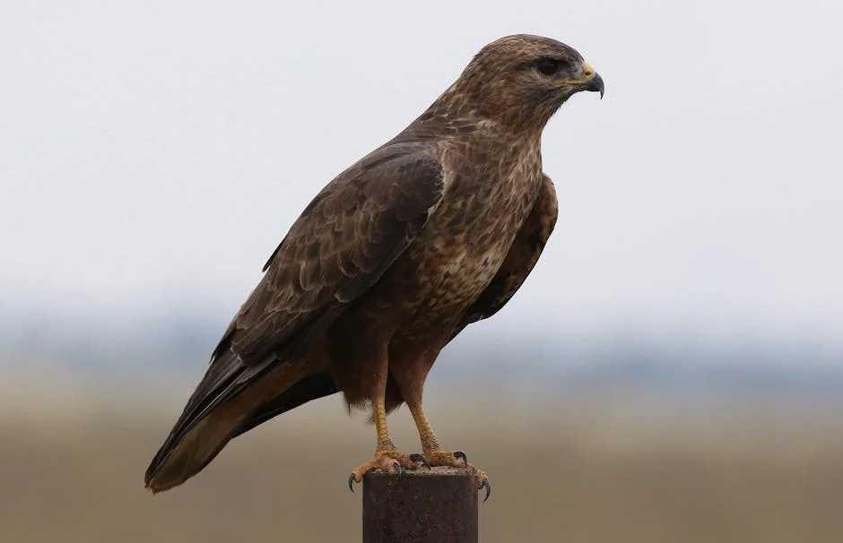 Tshwane Council Delays CFO Complaint Resolution: What This Means for Governance — Economy Business