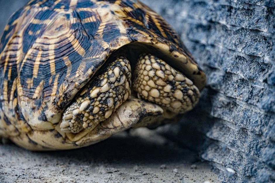Visakhapatnam Biodiversity Park Celebrates 25 Years: What This Means for Africa — Environment Nature