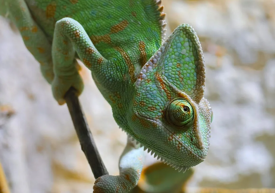 Zelensky Warns of Military Action Against Orbán — What It Means for Ukraine and Africa — Economy Business